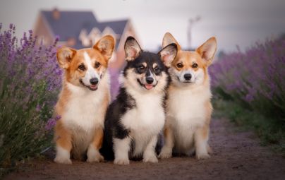 Three Corgi dogs sitting on a path in a lavender field.