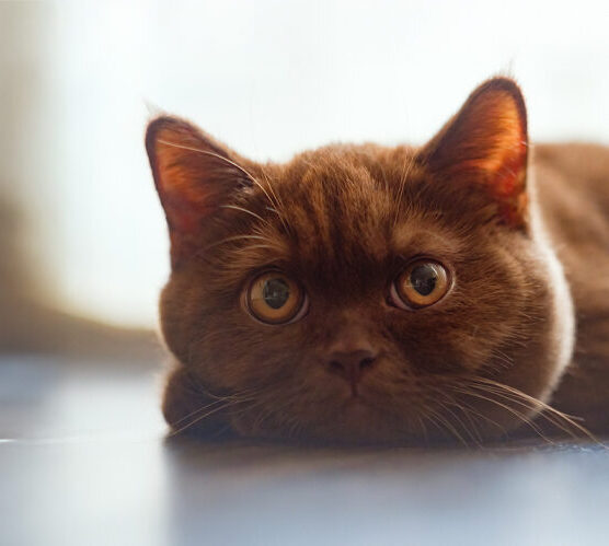 Brown cat lying side by side on the floor