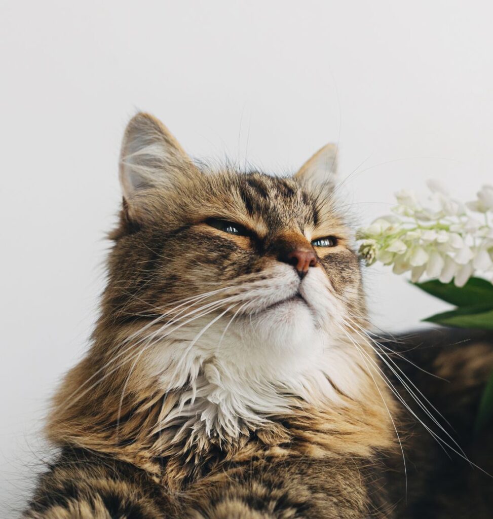 Cute cat sitting at summer flowers bouquet on white table.