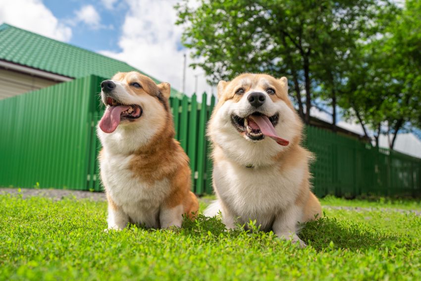 Two happy Corgis sitting on grass under a sunny sky.
