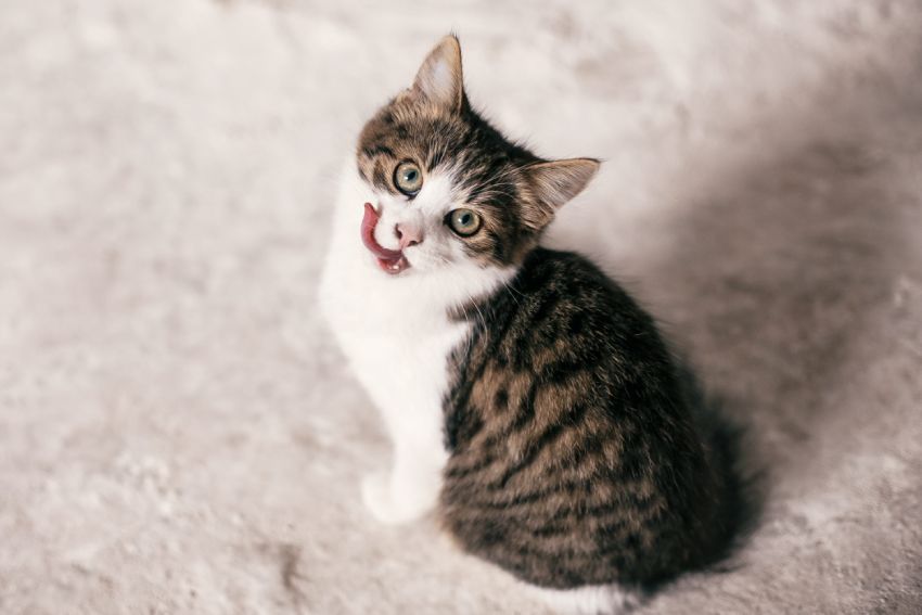 Small tabby kitten looking up with its tongue out.