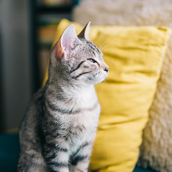 Gray tabby cat gazing intently beside a yellow cushion.