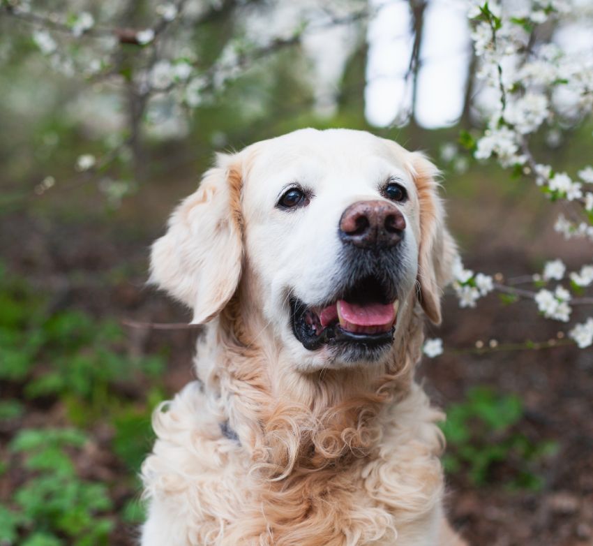 Golden Retriever dog with smiling expression amidst white flowers.