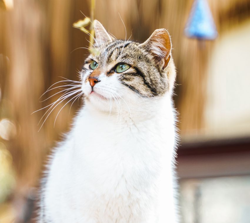 White and brown cat gazing upward, whiskers prominent.