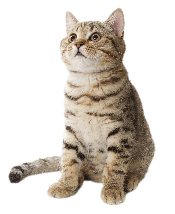 A tabby kitten looking up, sitting and showing striped fur.