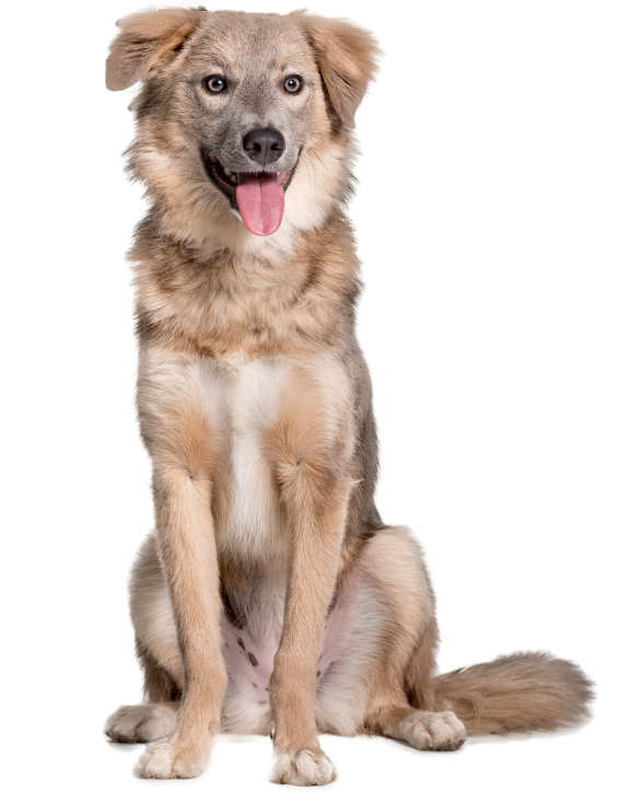 A happy dog sitting with its tongue out and alert eyes.