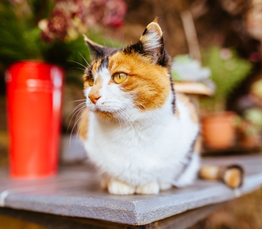 Calico cat sitting on a wooden bench, looking to the side.