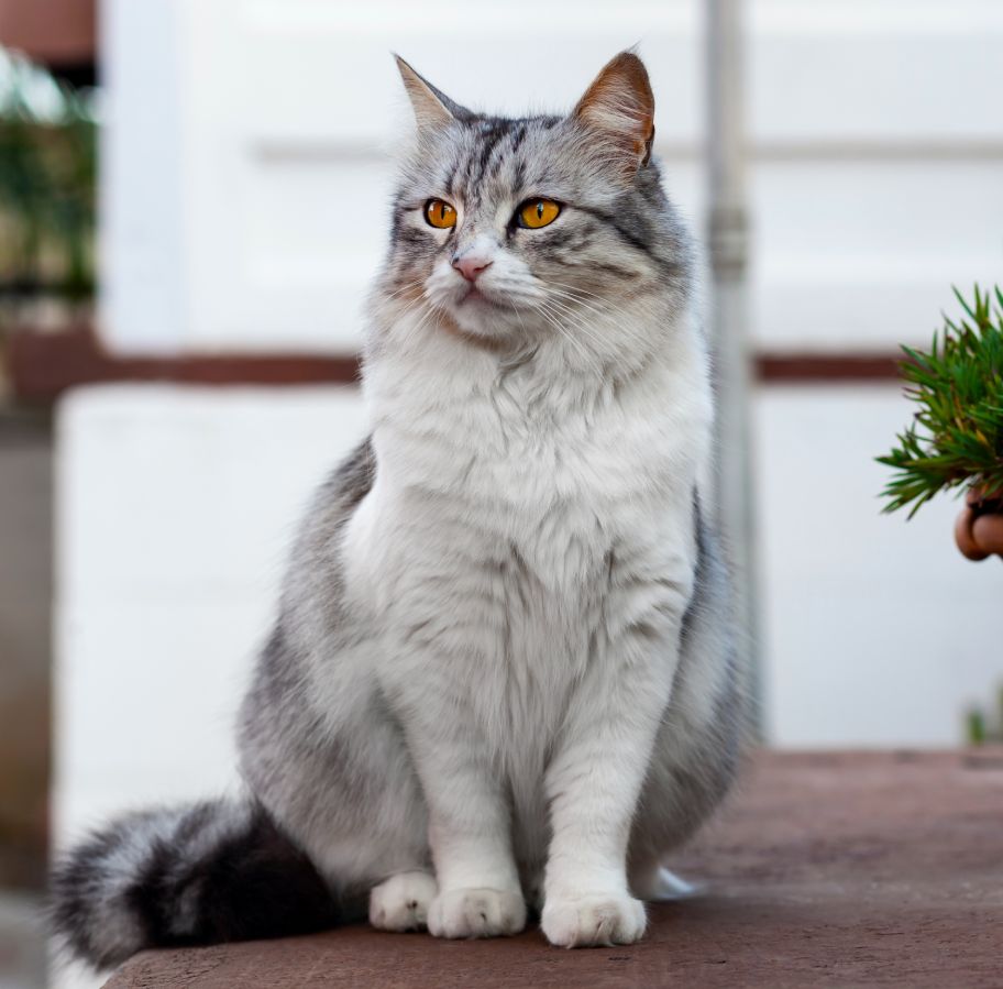 Fluffy grey and white cat with striking yellow eyes sitting on a step.
