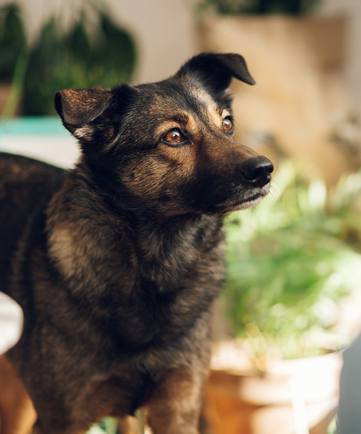 A dark-furred dog gazing intently to the side.