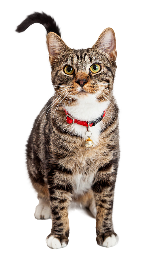 Tabby cat with green eyes wearing a red collar with a bell.