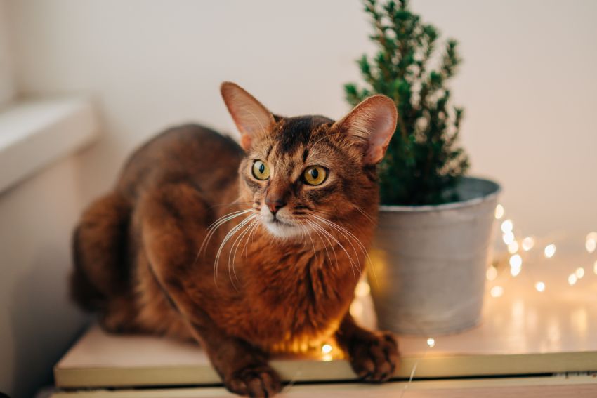 A brown cat with striking yellow eyes sitting next to a potted plant and fairy lights.