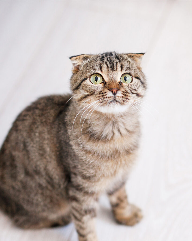 A tabby cat with striking green eyes looking upward.