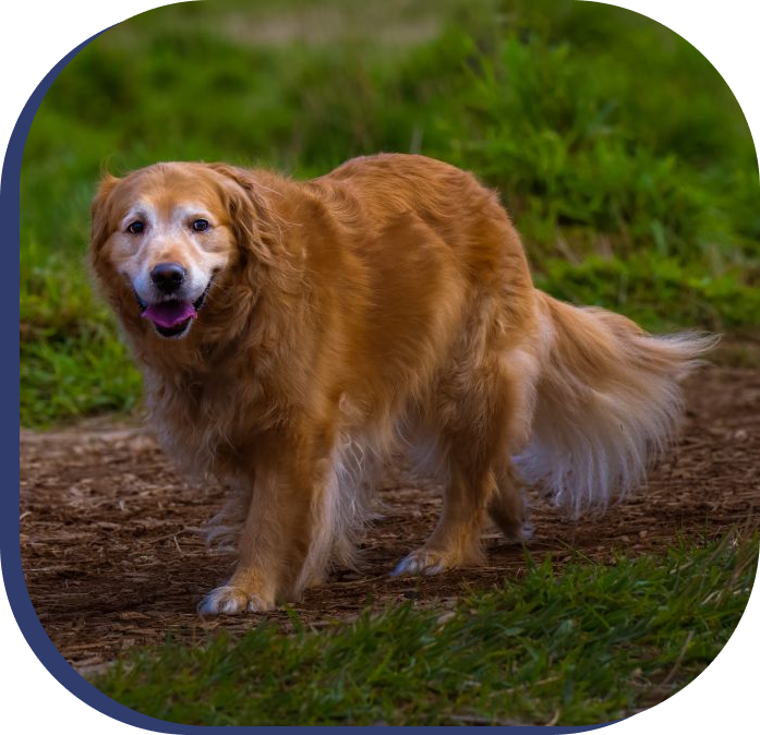 senior golden retriever taking a walk