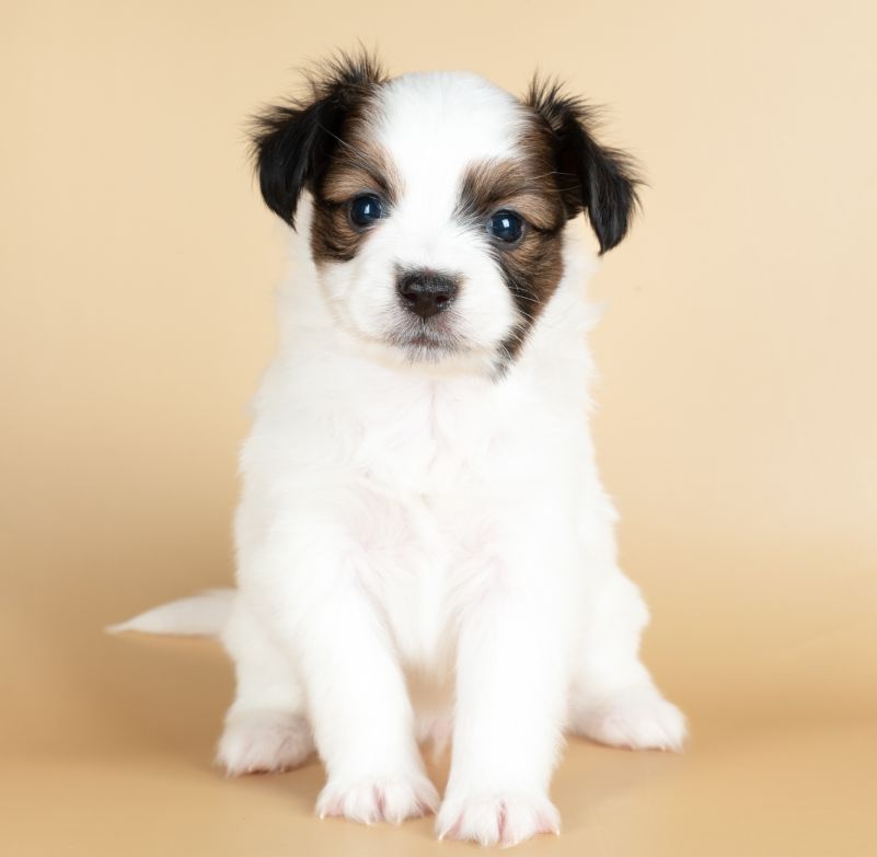 small Papillon puppy isolated on beige background A small white puppy with black and brown patches on its face.