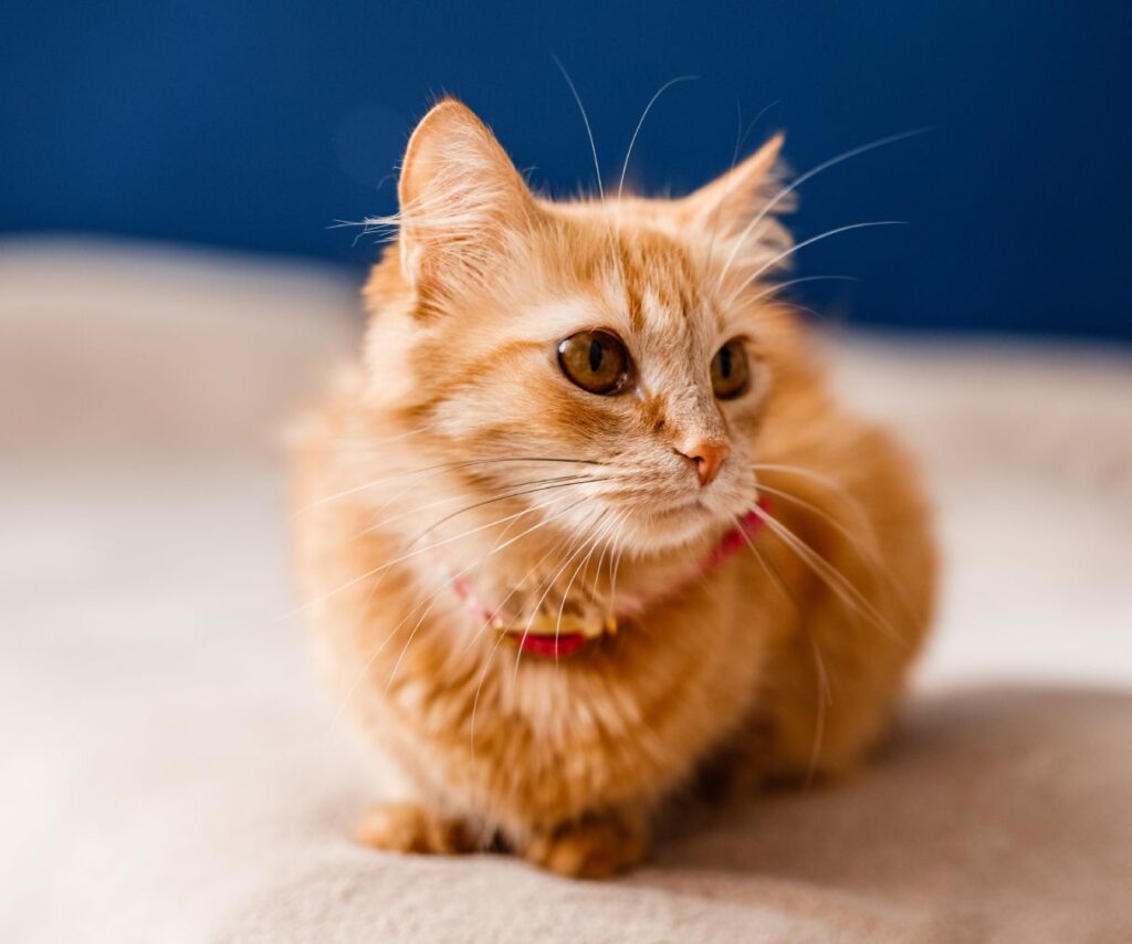 Orange tabby cat with a collar sitting on a beige surface against a blue background.